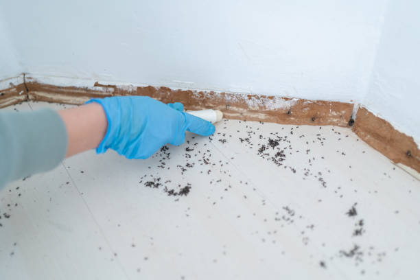 Best Local Pest Control Services  in Tarpey Village, CA